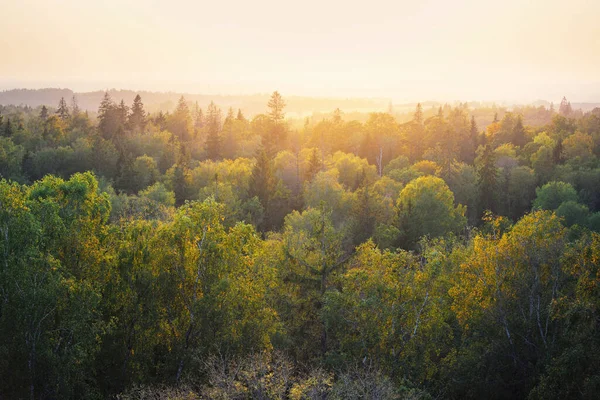 Malerische Panorama Luftaufnahme Der Bunten Goldenen Grünen Und Gelben Bäume — Stockfoto