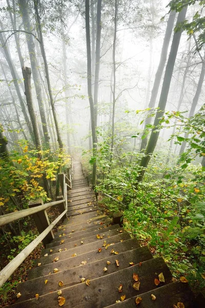 Vista Alto Ângulo Escada Floresta Madeira Uma Névoa Nascer Sol — Fotografia de Stock