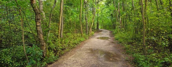 乡间小路穿过神秘的落叶森林 老苔藓树干特写 树型轮廓背景 Idyllic景观 生态旅游 北方人散步 全景图像 — 图库照片