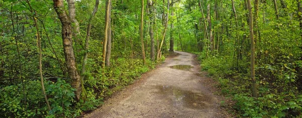 Camino Rural Través Del Misterioso Bosque Caducifolio Troncos Musgosos Viejos — Foto de Stock