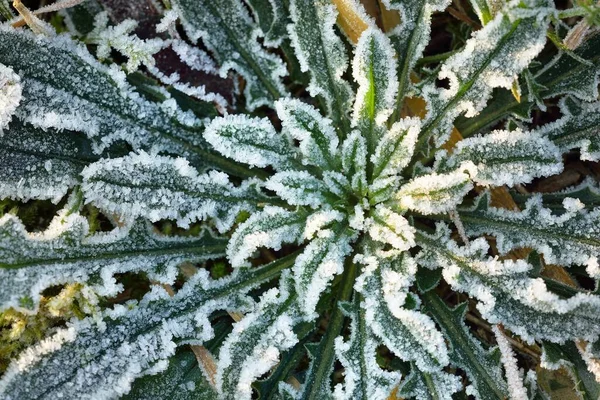 绿叶的特写 晶莹的白霜 图形资源 第一场雪 气候变化 圣诞节 — 图库照片