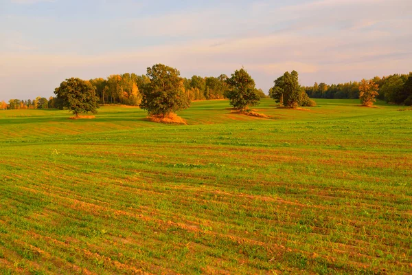 Zielone Pole Uprawne Las Zachodzie Słońca Ciągnik Śledzi Zbliżenie Idylliczna — Zdjęcie stockowe