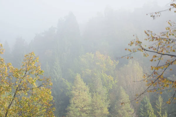 Valle Del Río Gauja Colorido Bosque Dorado Una Nube Espesa — Foto de Stock