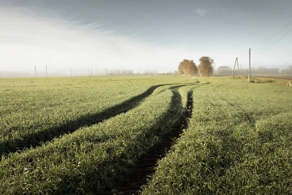 Panoramic View Green Agricultural Field Sunrise Trees Morning Fog Electricity — Stock Photo, Image