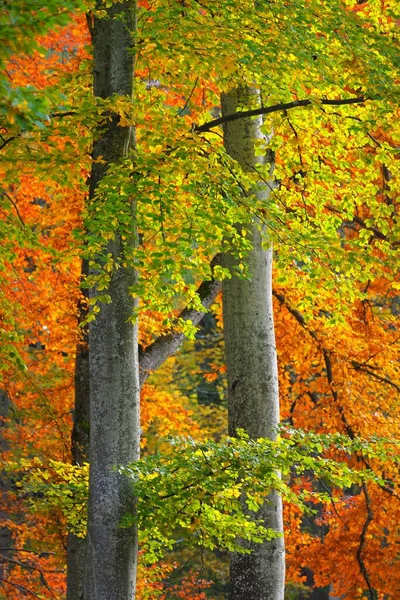 Vue Rapprochée Forêt Hêtres Puissants Troncs Arbres Feuilles Jaunes Rouges — Photo