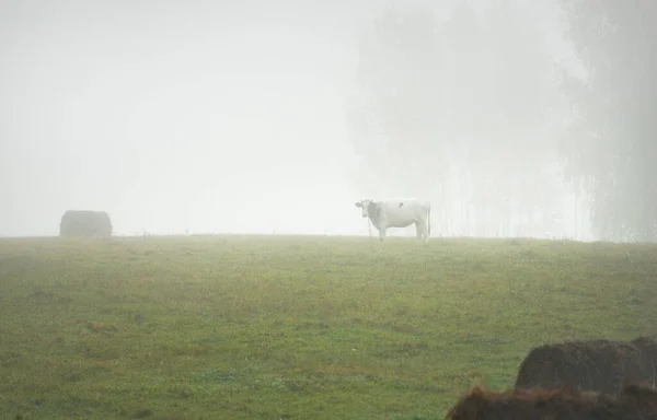 Pascolare Mucca Sul Campo Agricolo Verde Paese Una Fitta Nebbia — Foto Stock