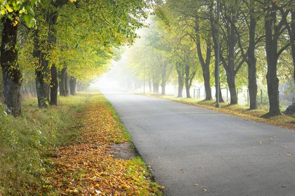 Strada Asfaltata Rurale Corsia Singola Vicolo Attraverso Alberi Decidui Luce — Foto Stock