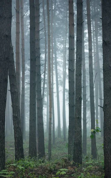 Pinhais Perenes Antigos Uma Névoa Manhã Letónia Paisagem Atmosférica Eco — Fotografia de Stock