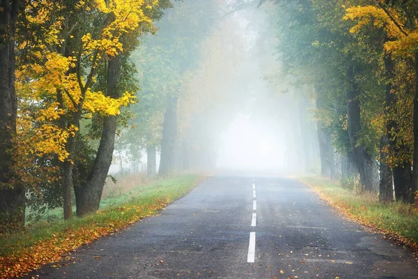 Old Asphalt Country Road Alley Colorful Deciduous Oak Birch Maple — Stock Photo, Image