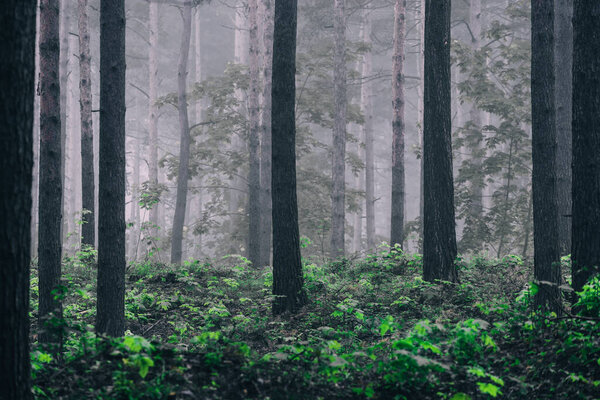 Tall ancient pine trees in the dark evergreen forest. Overcast day. Autumn colors. Atmospheric landscape. Eco tourism, environment, loneliness, darkness concepts