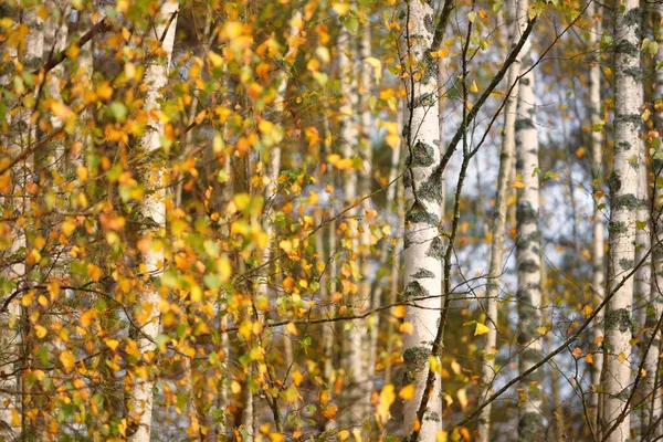 Golden Birch Forest Green Orange Yellow Red Leaves Close Pure — Stock Photo, Image