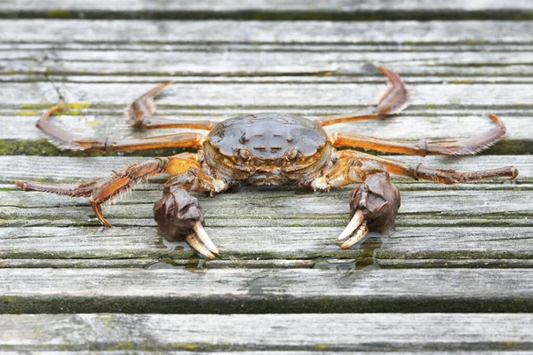 Eriocheir Sinensis Kepiting Dermaga Kayu Pelabuhan Nelayan Close Kerajinan Tradisional — Stok Foto