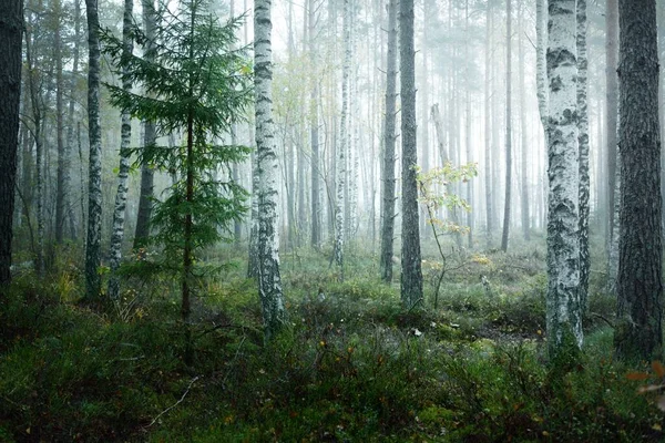 Dark Atmospheric Landscape Evergreen Forest Fog Sunrise Pine Fir Birch — Stock Photo, Image