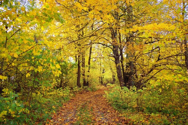 Landsväg Landsväg Gränd Skogen Vtrã Med Rgglada Grã Gula Orange — Stockfoto