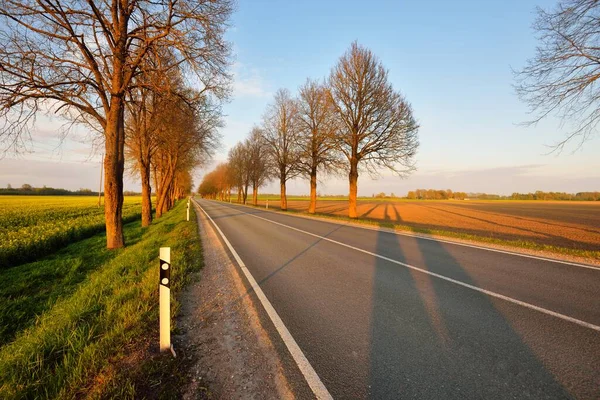 Gün batımında tarımsal kırsal alanlarda boş bir otoyol. Uzun yaprak döken ağaçlardan oluşan bir ara sokak. - Letonya. Bahar manzarası. Yeni asfalt yol. Hız, özgürlük, sürüş kavramları