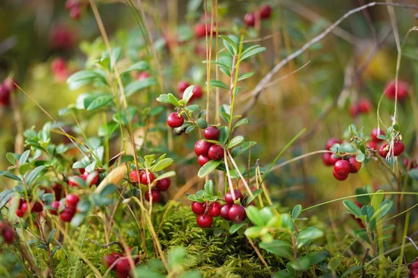 Närbild Röda Skogsbär Lingon Och Blåbär Abstrakt Naturligt Mönster Textur — Stockfoto