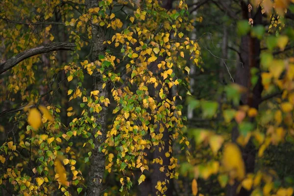 Foresta Betulla Dorata Foglie Verdi Arancioni Gialle Rosse Primo Piano — Foto Stock