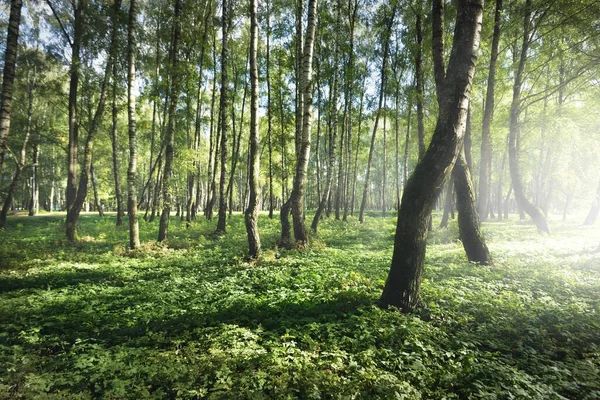 Forêt Bouleaux Verts Par Temps Clair Ensoleillé Parc Public Des — Photo