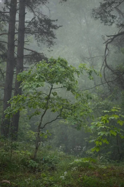 Jeune Chêne Sur Colline Pinède Feuilles Persistantes Dans Mystérieux Brouillard — Photo