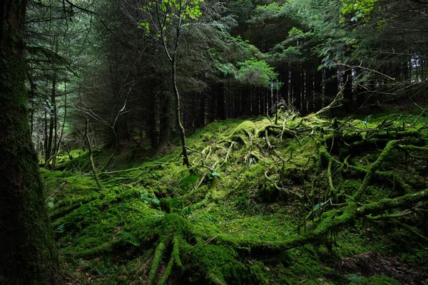 Сцена Темном Лесу Старые Мшистые Ели Листья Папоротника Крупным Планом — стоковое фото