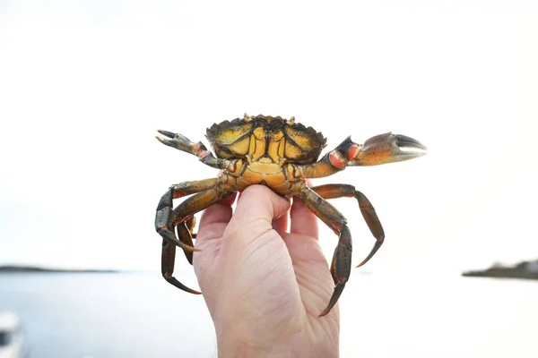 Small Yellow Crab Hand Close Yacht Marina Background Environmental Conservation — Stock Photo, Image