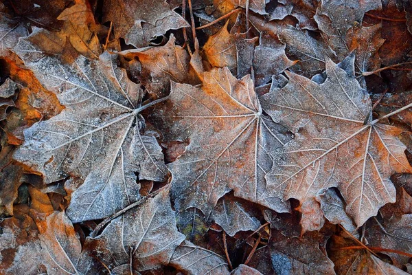 Feuilles Érable Recouvertes Givre Blanc Cristallin Texture Fond Papier Peint — Photo