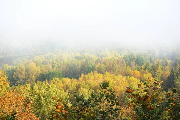 Gauja Floddal Och Färgglada Gyllene Skog Ett Moln Tjock Mystisk — Stockfoto