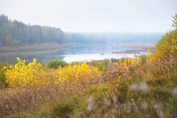 雄大な黄金の白樺林と霧の中でDaugava川の曲がりのパノラマビュー ラトビアのラトビアにあるドーヴァス ロキ自然公園 生態系 生態系 レクリエーション 旅行先 ランドマーク — ストック写真