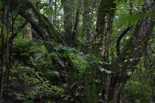 Таємничий Листяний Ліс Похмурий Літній День Старе Моховинне Дерево Рослини — стокове фото