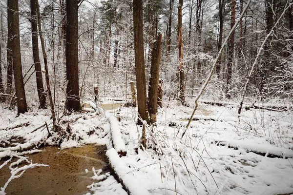 Floresta Pântano Coberta Neve Depois Uma Nevasca Árvores Pequeno Rio — Fotografia de Stock