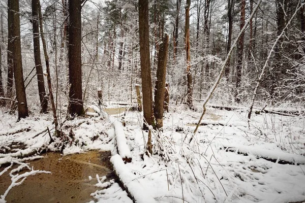 Foresta Paludosa Innevata Dopo Una Bufera Neve Alberi Piccolo Fiume — Foto Stock