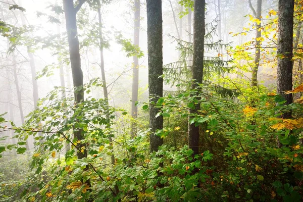 Atmosférická Krajina Lesních Kopců Mlze Při Východu Slunce Zlaté Světlo — Stock fotografie