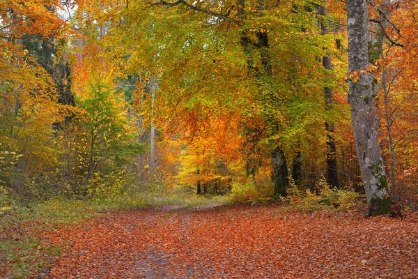 Strada Rurale Tortuosa Attraverso Foresta Faggi Tunnel Naturale Potenti Tronchi — Foto Stock