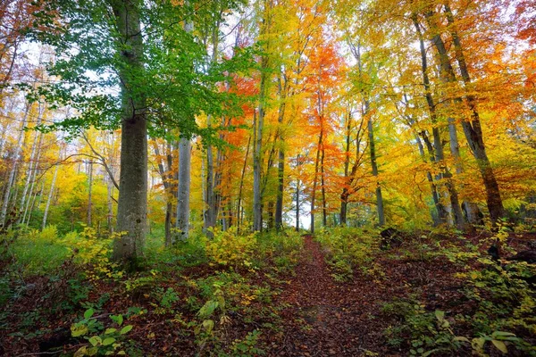 Panoramautsikt Över Kullarna Bokskog Mäktiga Trädstammar Gula Röda Orange Blad — Stockfoto