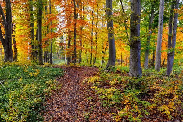 Weg Durch Die Hügel Des Buchenwaldes Mächtige Baumstämme Gelbe Rote — Stockfoto