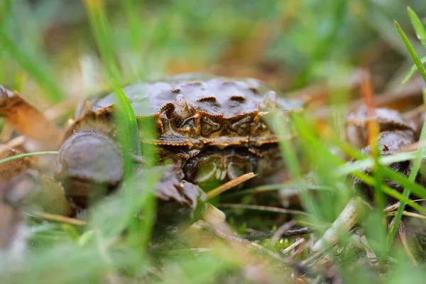 Eriocheir Sinensis Rák Egy Zöld Fűben Közelről Tengeri Élelmiszerek Környezeti — Stock Fotó