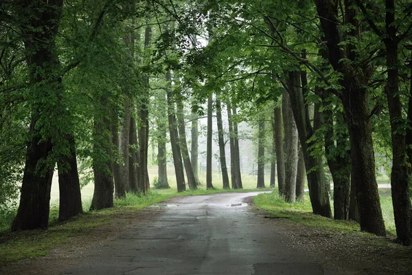 Vicolo Vuoto Scuro Strada Rurale Corsia Singola Attraverso Gli Alberi — Foto Stock