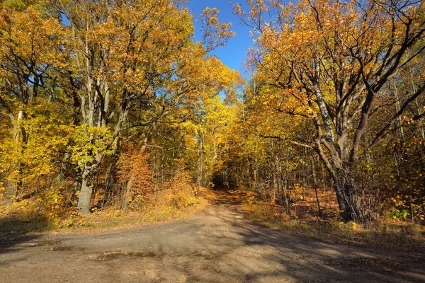 Vecchia Strada Asfaltata Vicino Lago Foresta Dorata Una Giornata Limpida — Foto Stock