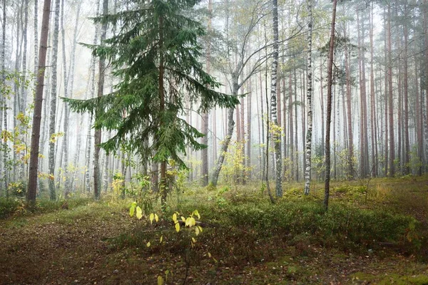 Paysage Atmosphérique Sombre Forêt Sempervirente Dans Brouillard Lever Soleil Gros — Photo