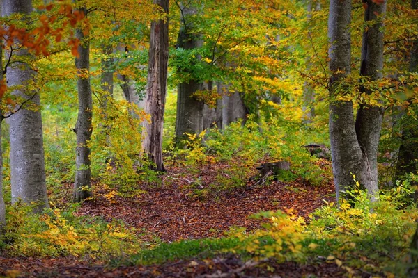 Panoramatický Výhled Kopce Bukovém Lese Mohutné Kmeny Stromů Žluté Červené — Stock fotografie
