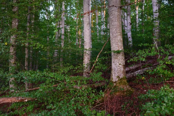 Cenário Pitoresco Floresta Faia Crepúsculo Misterioso Escuro Troncos Árvores Antigas — Fotografia de Stock