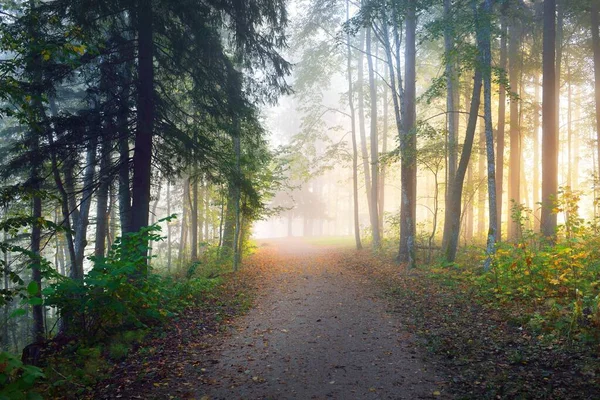 神秘的な朝の霧の中で常緑樹林を通過し カラフルな木々の自然のトンネル 柔らかい光 牧歌的な秋のシーン 大気の風景 ラトビア — ストック写真