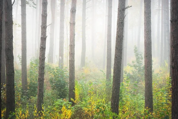 Атмосферный Пейзаж Вечнозеленого Леса Тумане Восходе Солнца Древние Сосны Молодые — стоковое фото