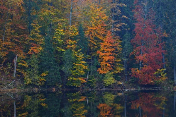 Rzeka Ciemnym Tajemniczym Lesie Bukowym Potężne Drzewa Żółte Czerwone Pomarańczowe — Zdjęcie stockowe