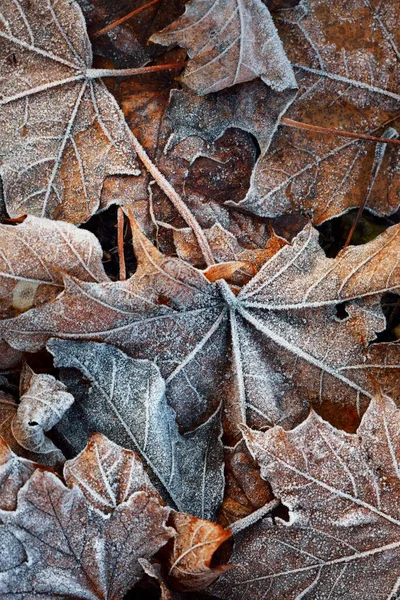 Forest Floor Brown Golden Maple Leaves Covered Crystal Clear Hoarfrost — Stock Photo, Image