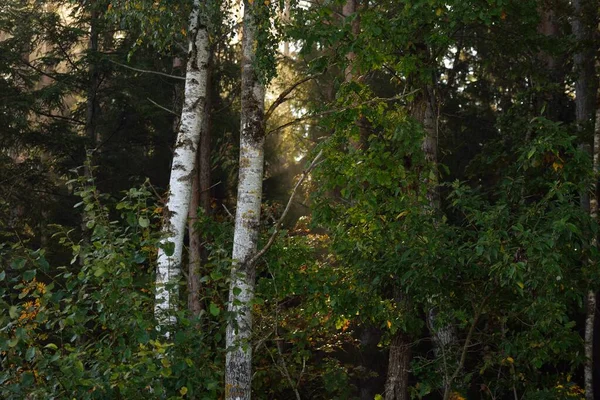 Cenário Pitoresco Floresta Perene Misteriosa Escura Uma Névoa Manhã Amanhecer — Fotografia de Stock