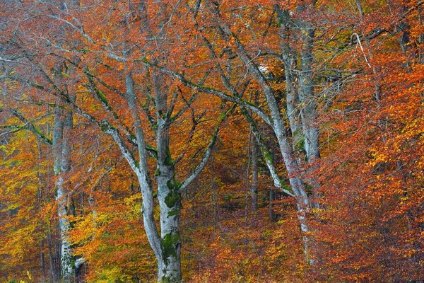 Malebná Scenérie Temného Tajemného Bukového Lesa Mocné Stromy Žluté Červené — Stock fotografie