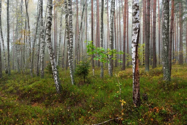 Dark Atmospheric Landscape Evergreen Forest Fog Sunrise Pine Spruce Maple — Stock Photo, Image