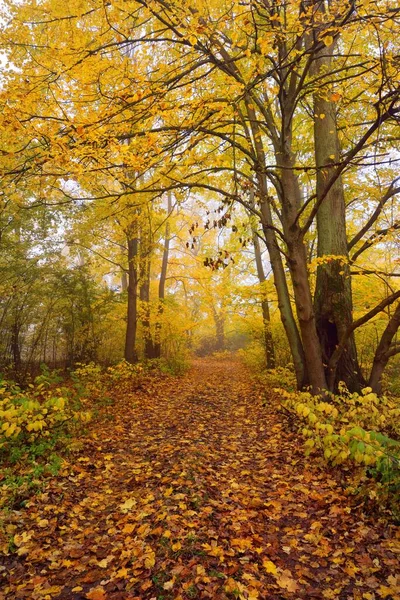 森林中的小径 乡村道路 落叶乔木 有五彩缤纷的绿色 金色叶子 阳光穿过树枝 天然隧道秋天 — 图库照片
