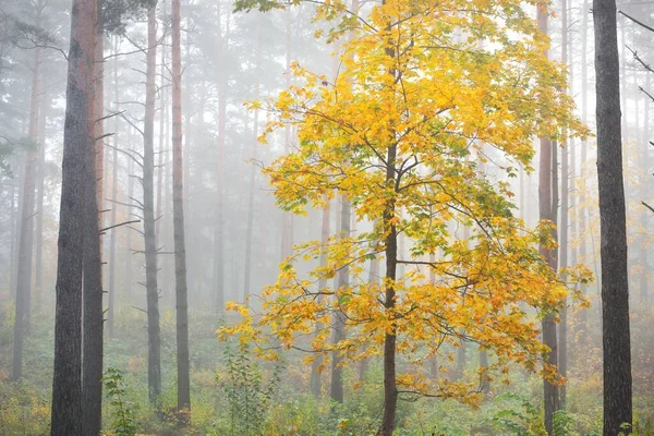 Atmospheric landscape of the evergreen forest in a fog at sunrise. Ancient pine trees, young golden maple tree close-up. Ecology, seasons, autumn, ecotourism, environmental conservation in Europe